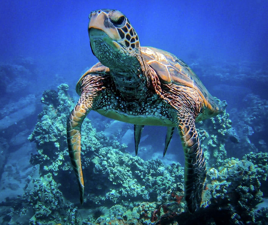 Wildlife Photograph - Underwater Wildlife of Maui by David Willis