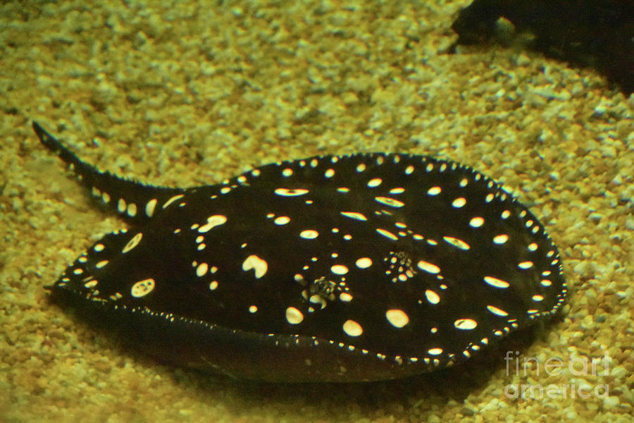 Underwater with a Spotted Black and White Stingray Photograph by DejaVu ...