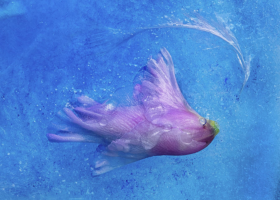 Flower Photograph - Underwater world #1 by Zina Zinchik