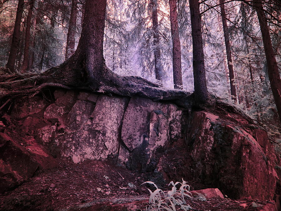 Infrared Photograph - Underworld rising by Jouko Lehto