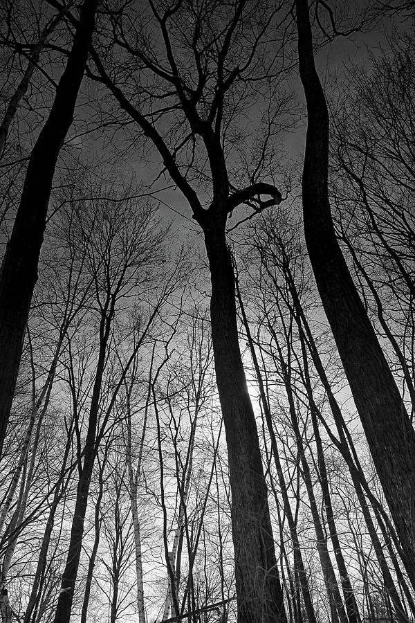  Undulating Trees BW 090622 Photograph by Mary Bedy