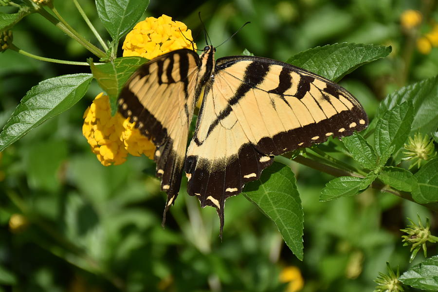 Unedited Eastern Tiger Swallowtail Butterfly Or Papilio Glaucus 004 Photograph