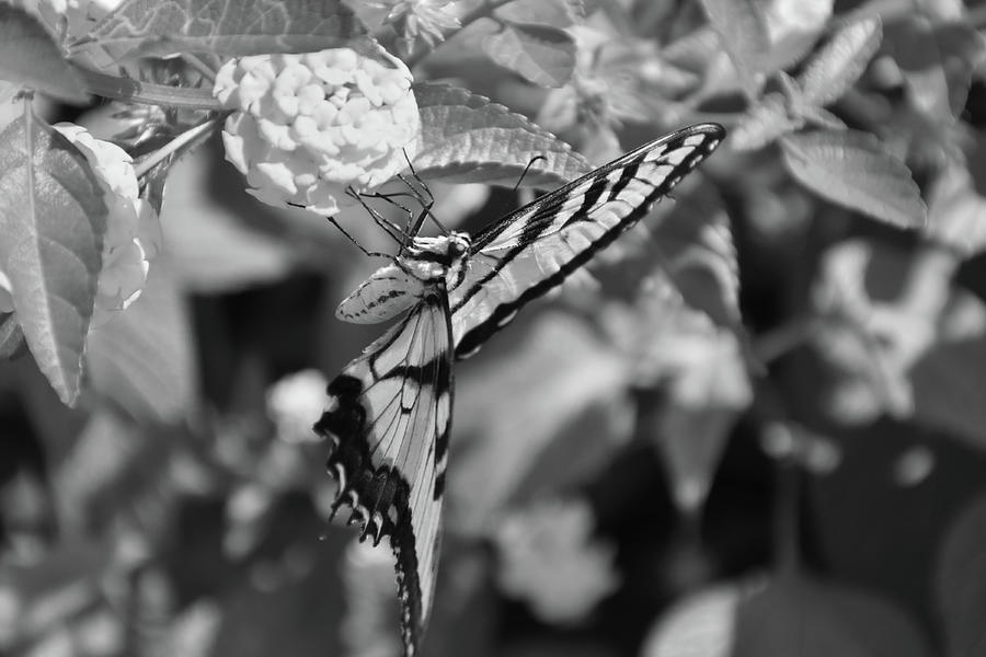 Unedited Eastern Tiger Swallowtail Butterfly  or Papilio glaucus desaturated  Photograph by Christopher Mercer