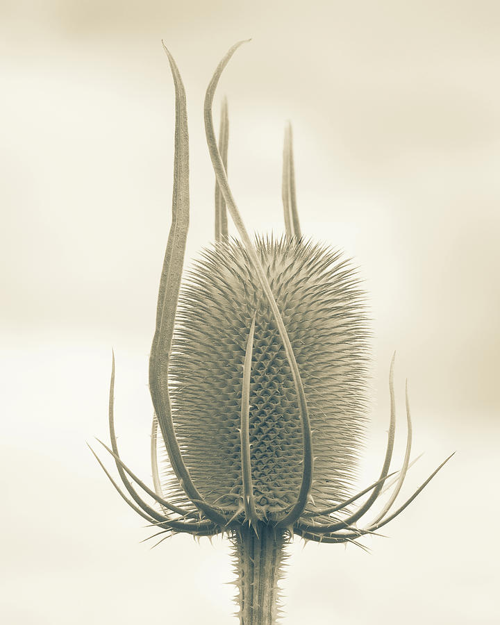 Teasel Photograph - Unexpected Direction by Bear R Humphreys Teasel Photograph - Unexpected Direction by Bear R Humphreys