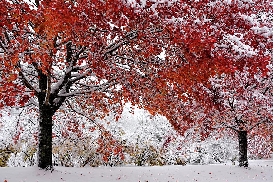 Unexpected Snow in October Photograph by Lyuba Filatova