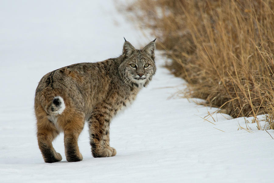 Unexpected Surprise Photograph by Darlene Bushue - Fine Art America