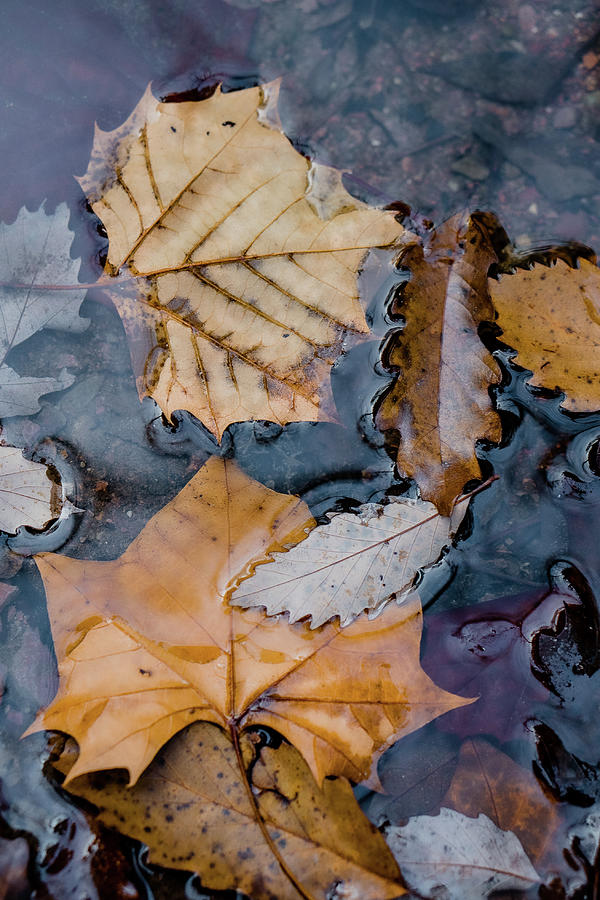 Unfolded Photograph by Iris Greenwell