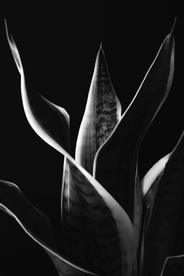 Unfolding Photograph by Aditi Kashyap - Fine Art America