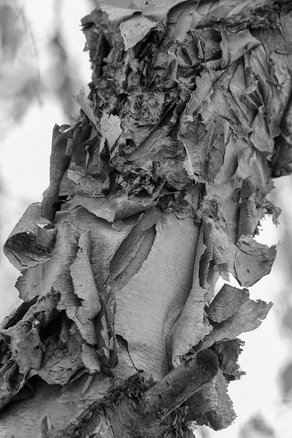 Unfolding Bark Photograph by Mary Anne Delgado