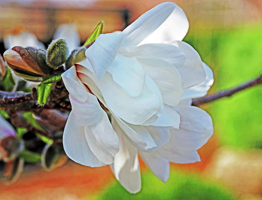 Unfolding Magnolia Beauty Photograph by Debbie Oppermann