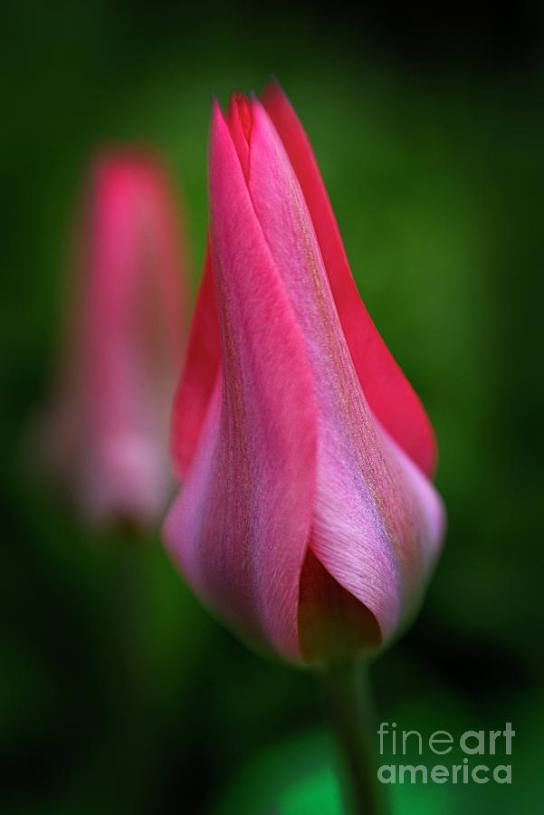 Unfolding Spring Tulip  Photograph by Martyn Arnold