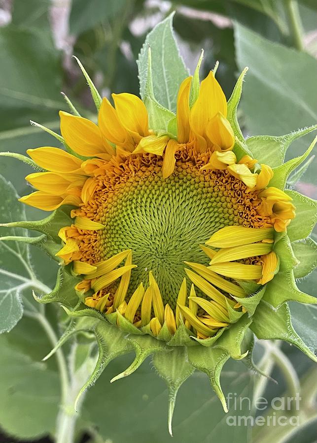 Unfolding Summer Sunflower  Photograph by Carol Groenen