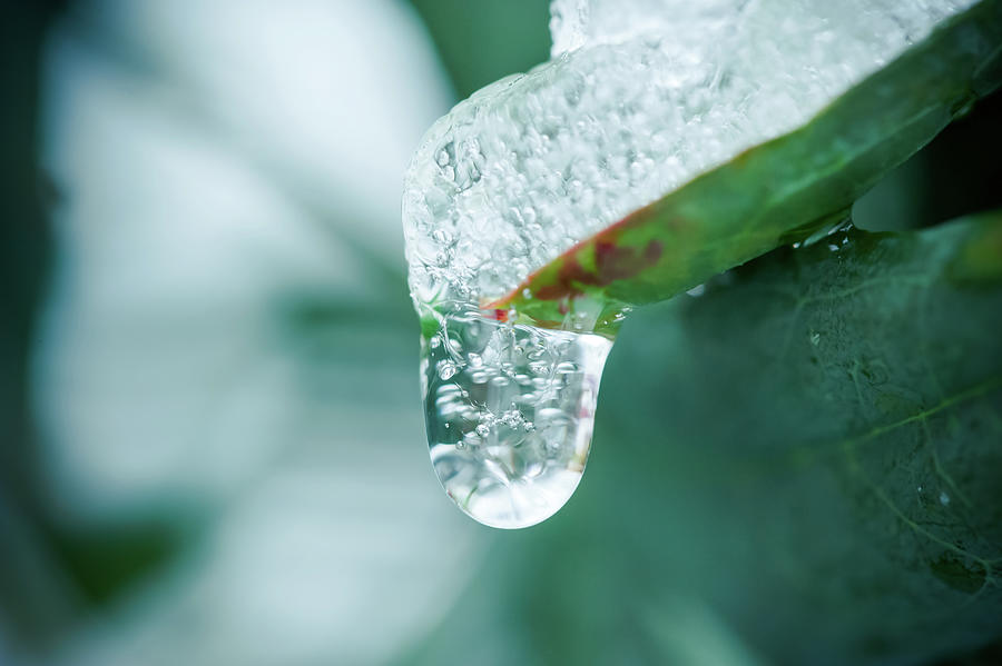 Unfrozen water drop falling from a leaf Photograph by Philippe Lejeanvre
