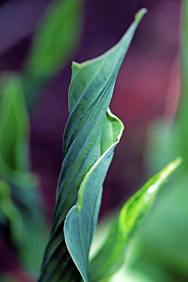 Unfurling Hosta Leaf Photograph by Debbie Oppermann