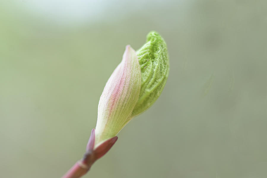 Unfurling Leaf Photograph by Sue Capuano