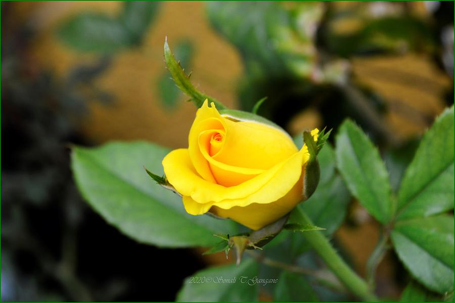 Rose Photograph - Unfurling by Sonali Gangane