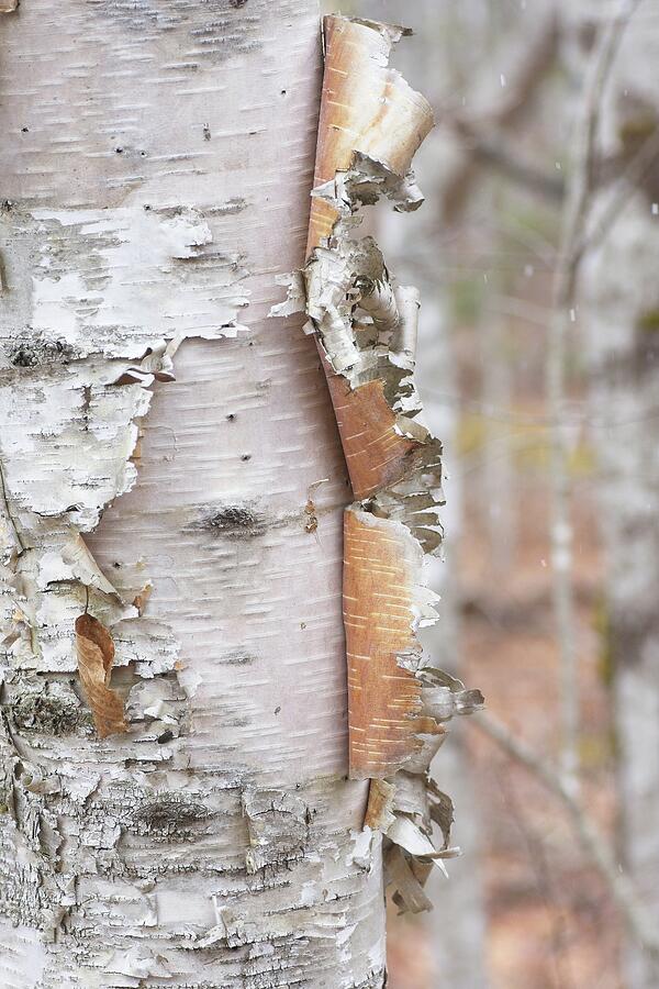 Unfurling To Spring Mixed Media by Sue Capuano Unfurling To Spring Mixed Media by Sue Capuano