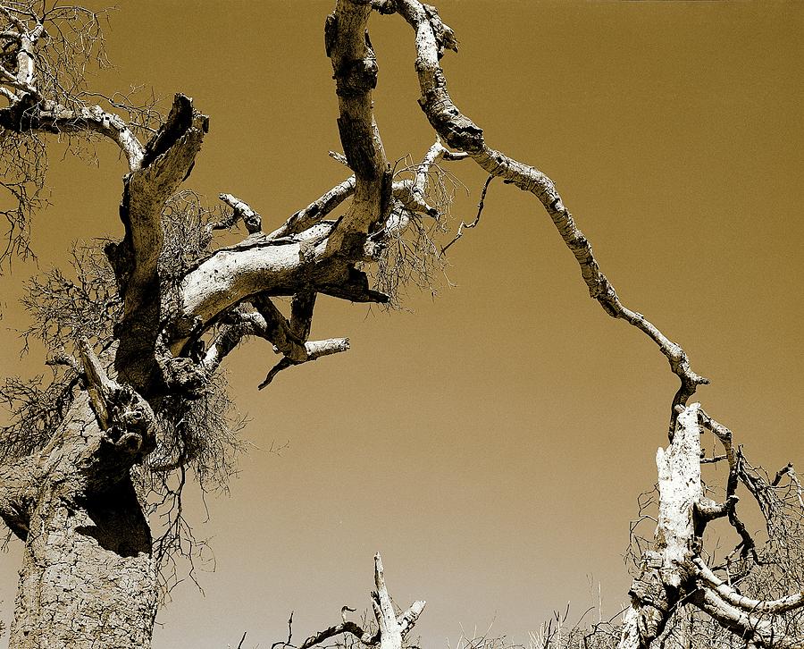 Ungnarled Sky2Sepia Photograph by Mark Reiners