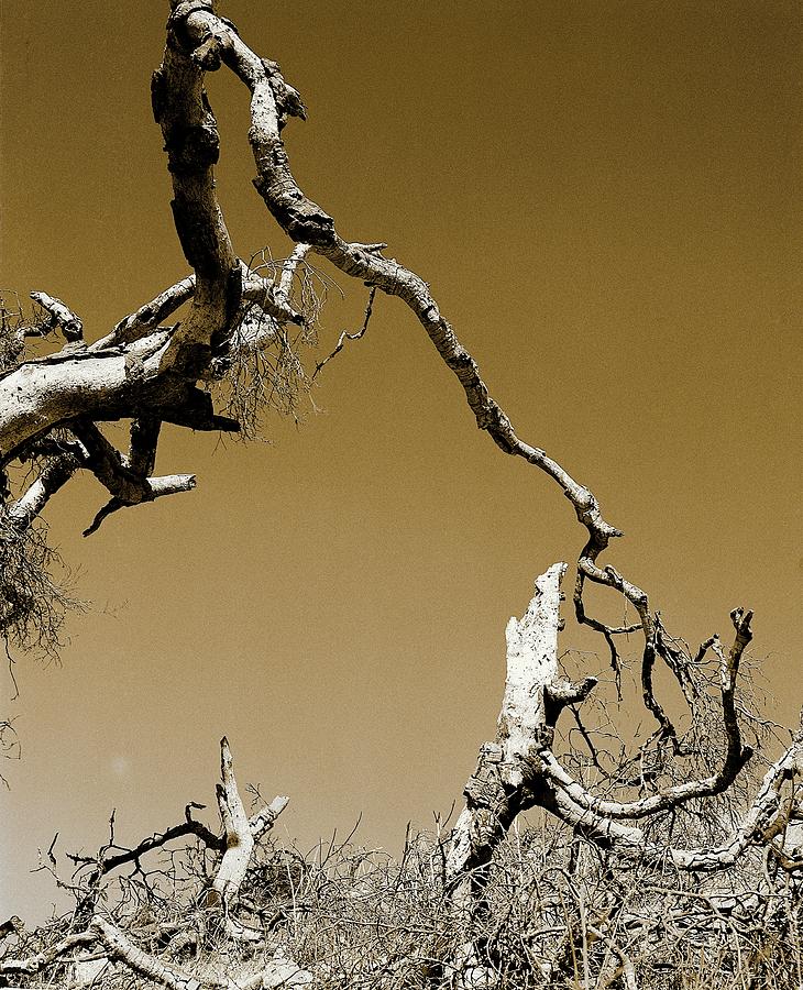 Ungnarled Sky3_Sepia Photograph by Mark Reiners