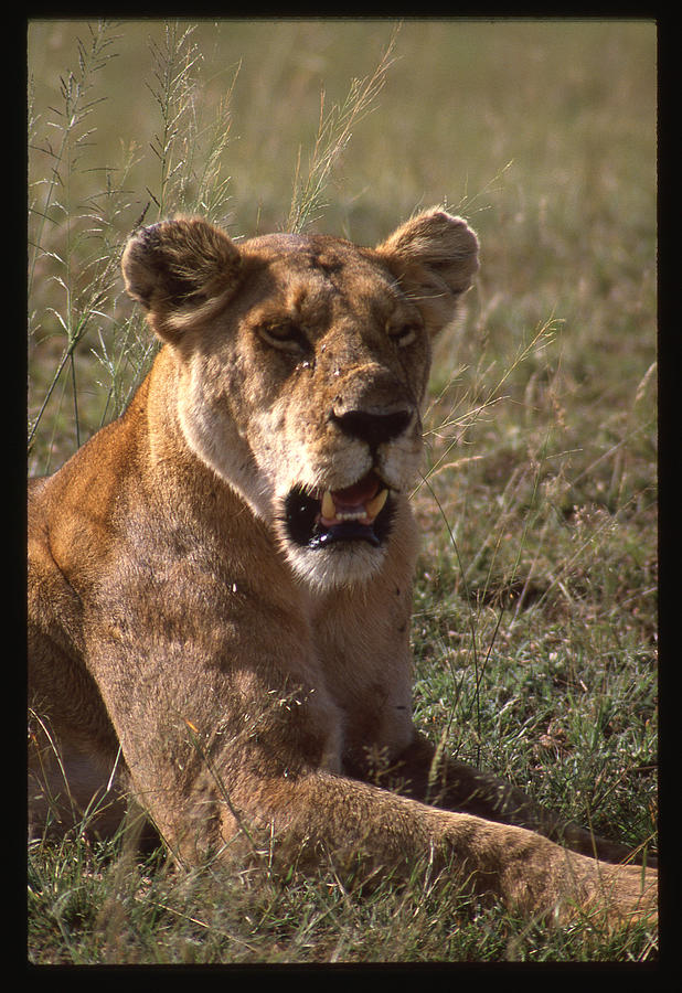 Unhappy Lioness Photograph by Russel Considine