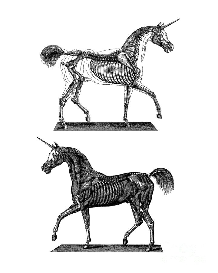 Unicorn Digital Art - Unicorn anatomy by Madame Memento