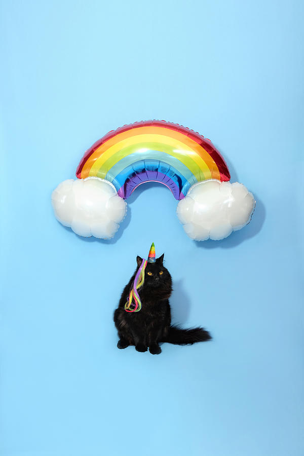 Unicorn Cat Caticorn Rainbow Balloon Gay Pride Photograph by Kelly Bowden