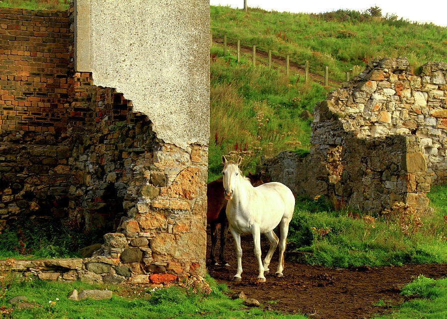 Unicorn - Scotland Photograph by Gene Taylor Unicorn - Scotland Photograph by Gene Taylor