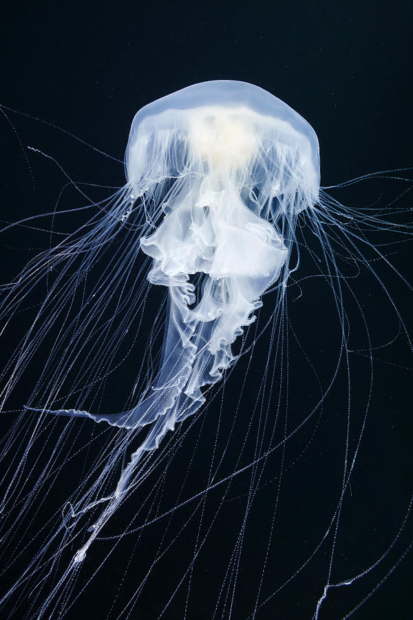 Unidentified arctic jellyfish Photograph by Alexander Semenov