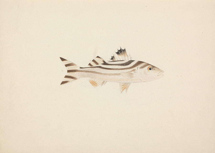 Unidentified Fish Drawing by Luigi Balugani