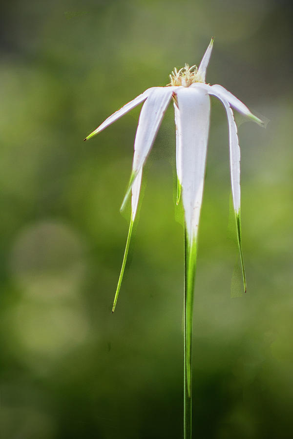 White-topped Sedge Wildflower in the Croatan National Forest Photograph by Bob Decker
