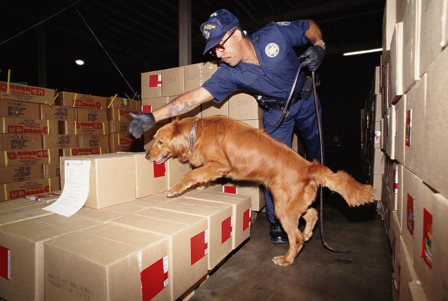 Uniformed man inspecting boxes with Golden Retriever Photograph by Billy Hustace