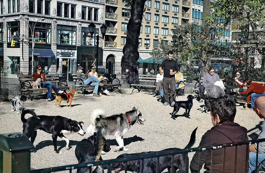 gray dog union square