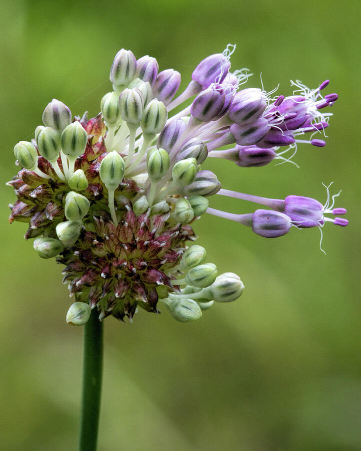 Flower Photograph - Unique and Unusual Wild Garlic Blossoms Wildflower  by Kathy Clark