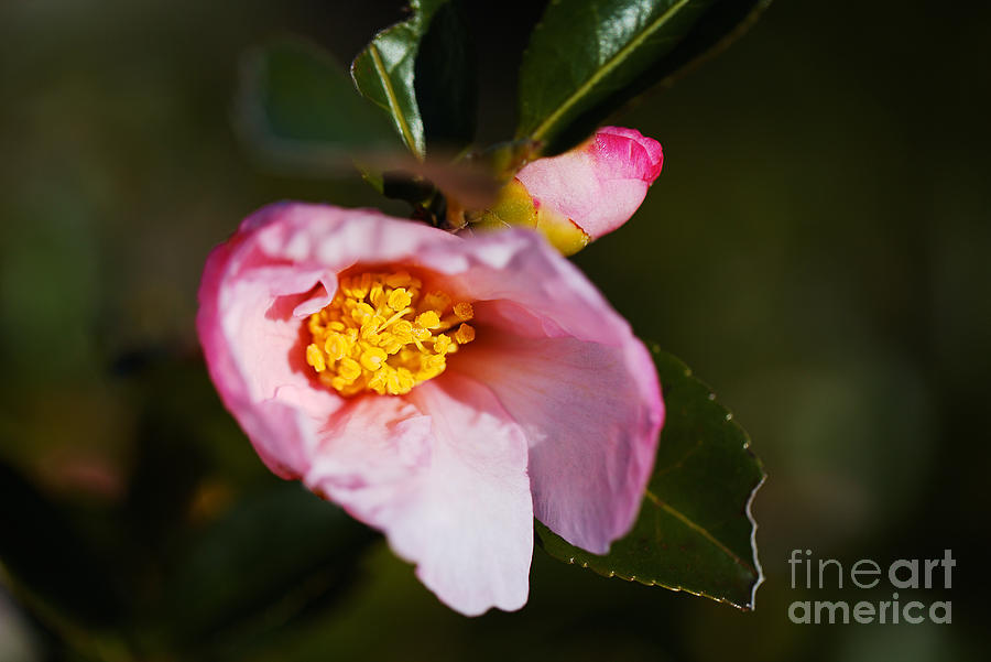 Unique Camellia Sasanqua  Photograph by Joy Watson