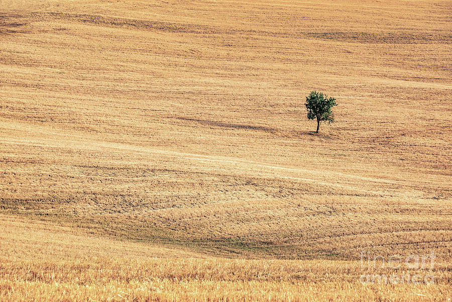 Lone tree in summer, Tuscany landscape Photograph by Delphimages Photo Creations