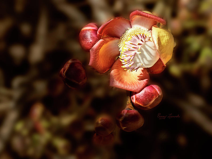Unique Flower 2 Photograph by Penny Lisowski