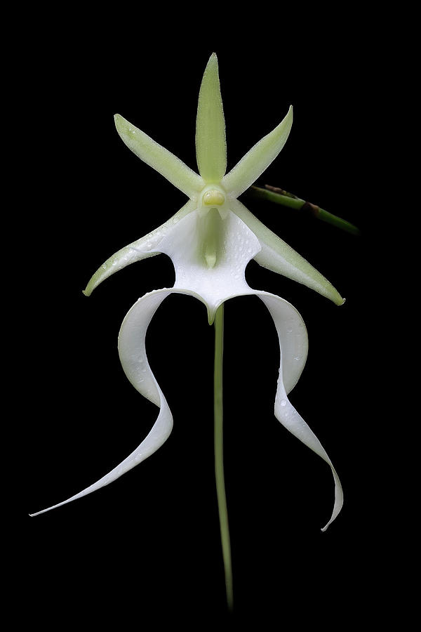 Unique Ghost Orchid Photograph by Rudy Wilms
