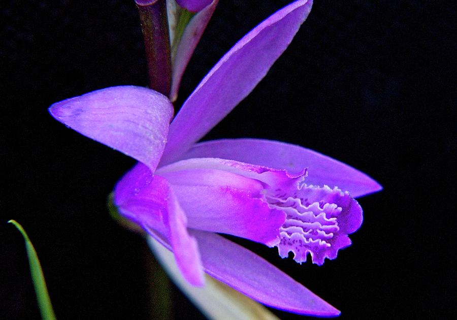 Unique Orchid Blossom 3 Photograph by Douglas Barnett