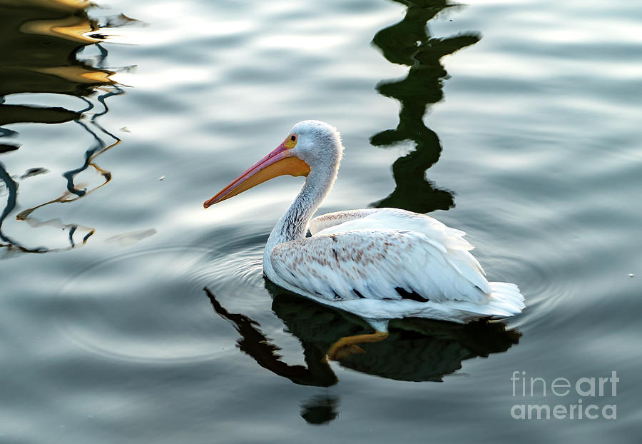 Unique Pelican Bird Photograph by Sandra Js