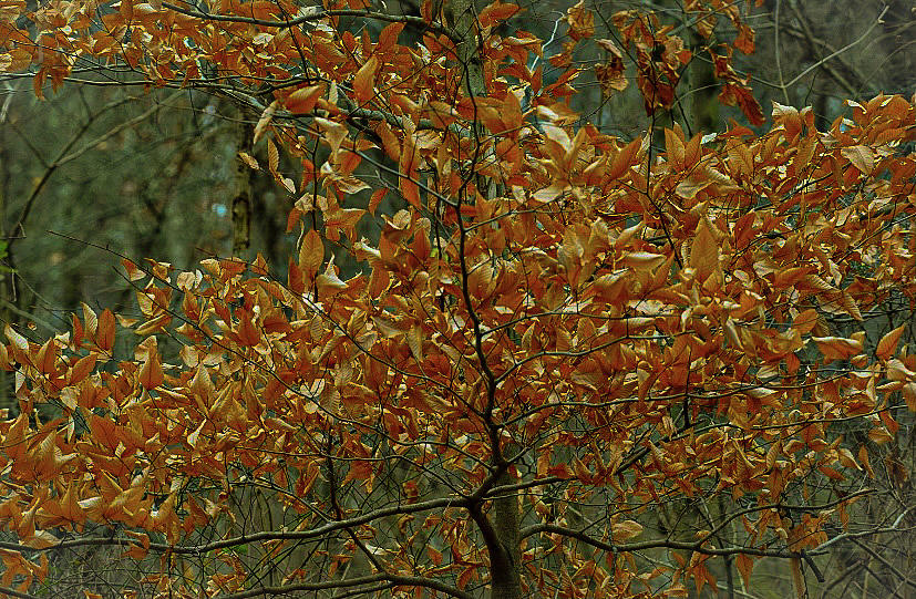 Unique Tree at Cuyahoga Valley National Park Ohio Photograph by Adam ...