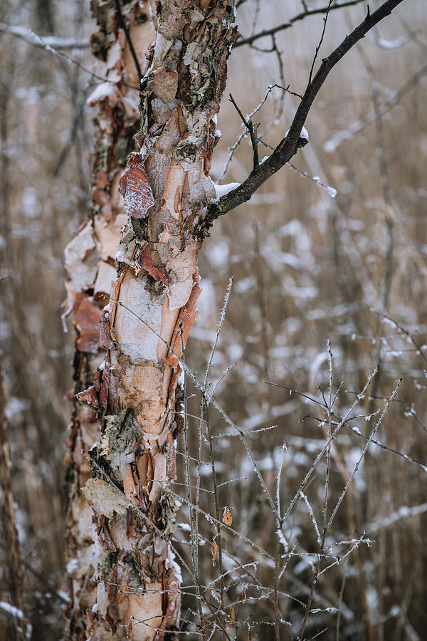 Unique Tree Bark Photograph by Kim Sowa
