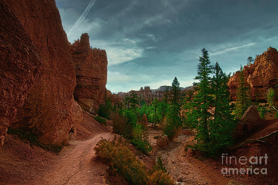 Tree Photograph - Unique View Bryce Canyon Hiking Trail  by Chuck Kuhn