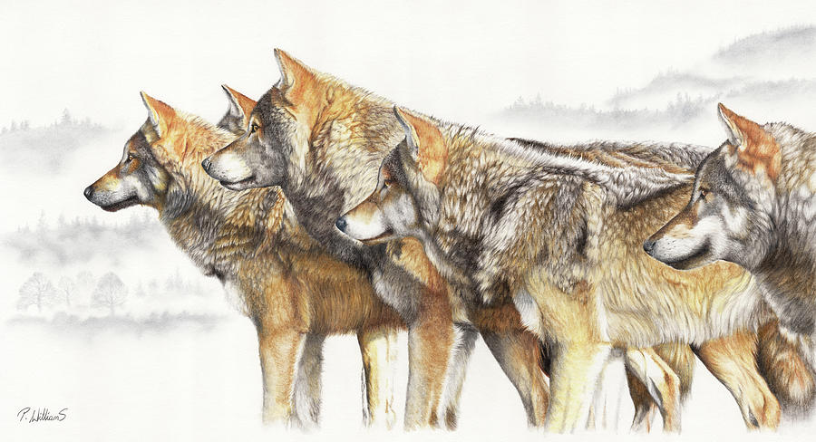 United We Stand wolf pack Drawing by Peter Williams