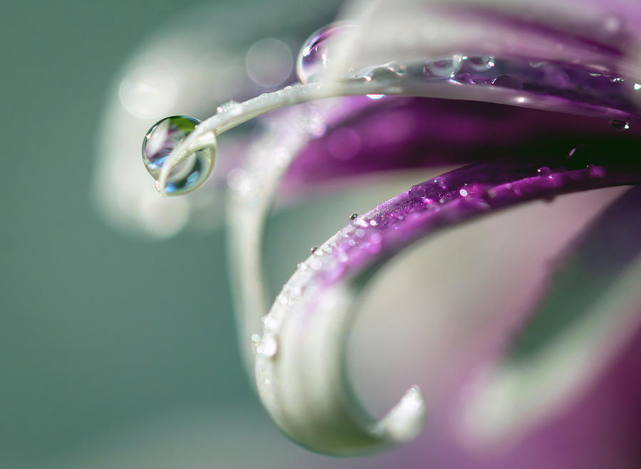 Flower Photograph - Unity by R Scott Duncan Flower Photograph - Unity by R Scott Duncan