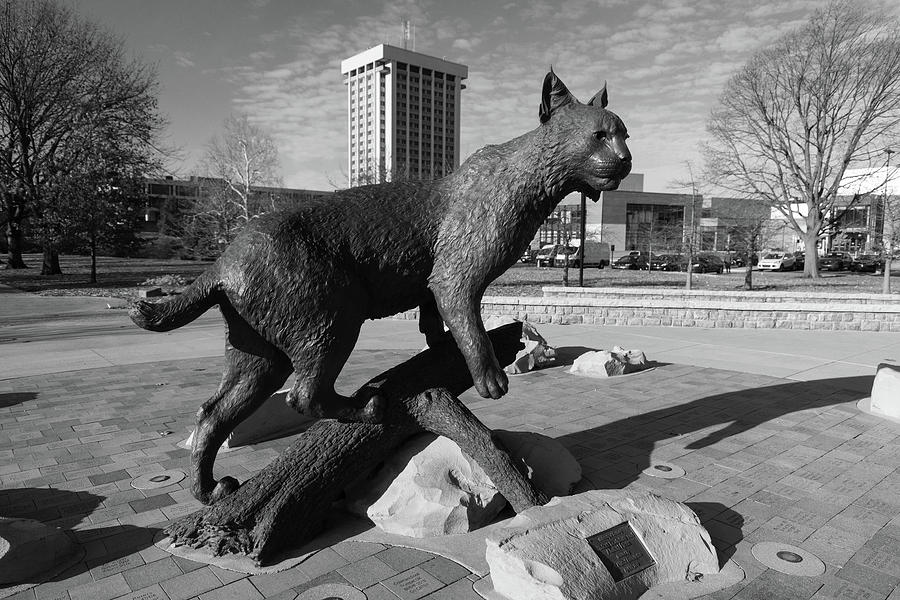 University of Kentucky Wildcat statue in black and white Photograph by Eldon McGraw