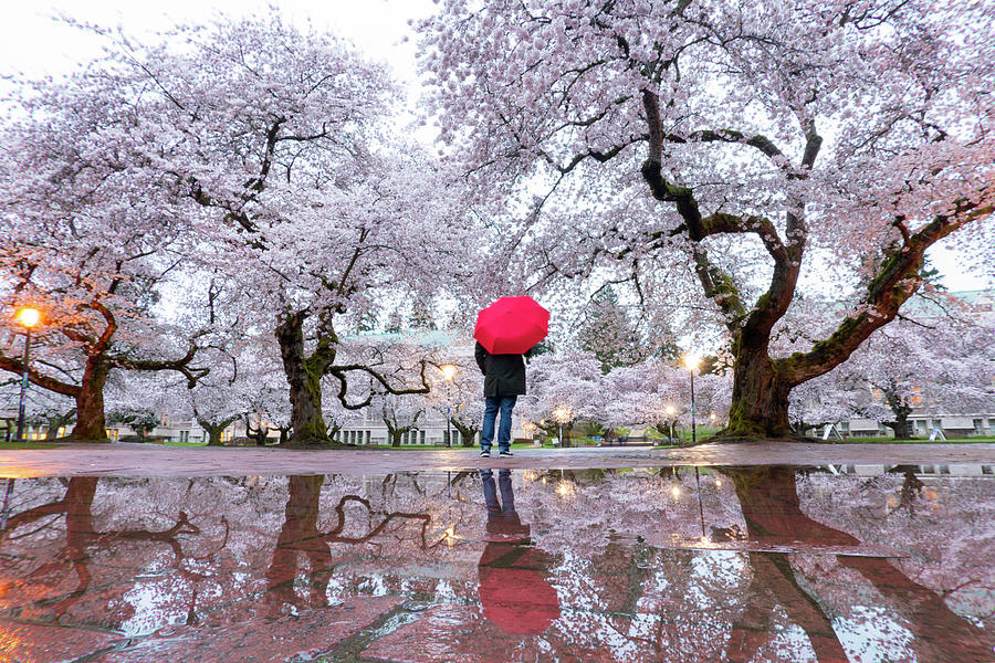 University of Washington Spring Reflections Photograph by Matt McDonald