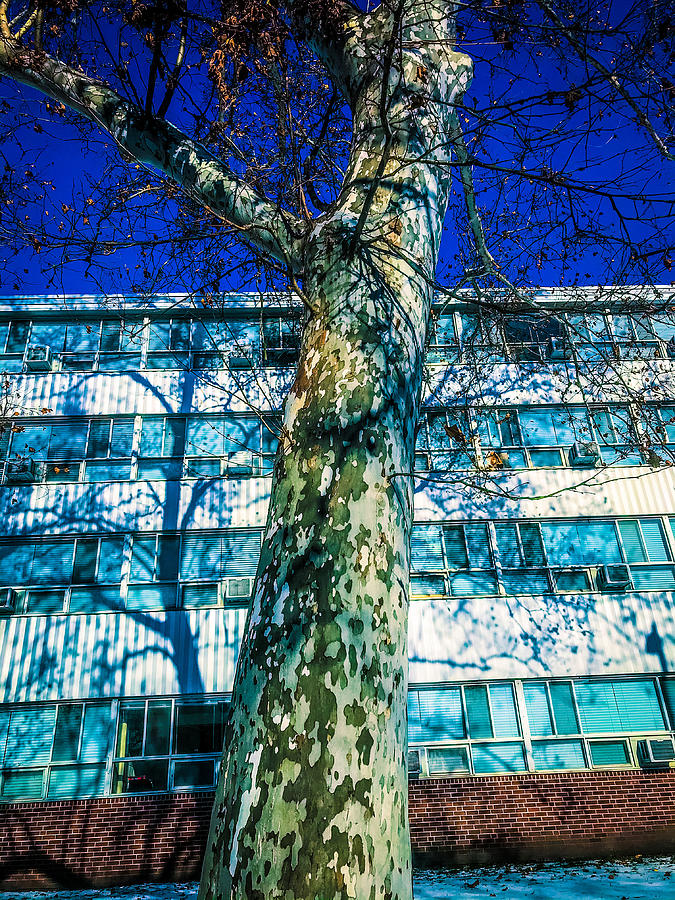 University Tree Photograph by Eileen Backman