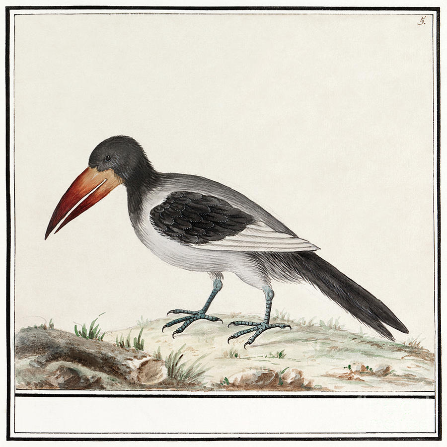 Unknown bird 15961610 by Anselmus Boetius de Boodt. Painting by Shop