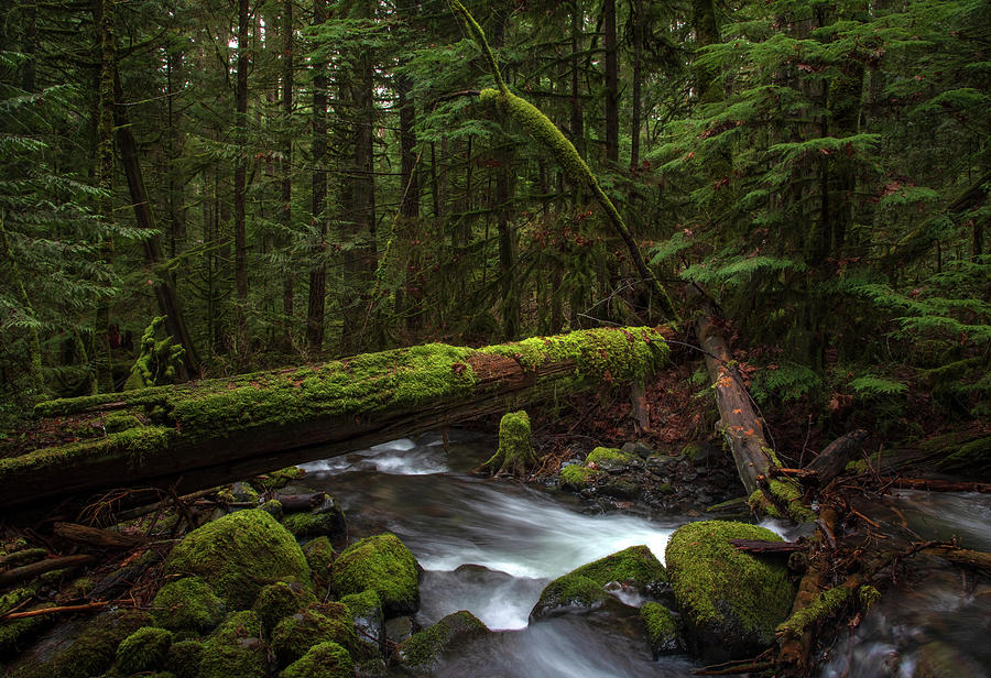 Unknown Creek in Mount Hood National Forest Photograph by John Wilbur Unknown Creek in Mount Hood National Forest Photograph by John Wilbur