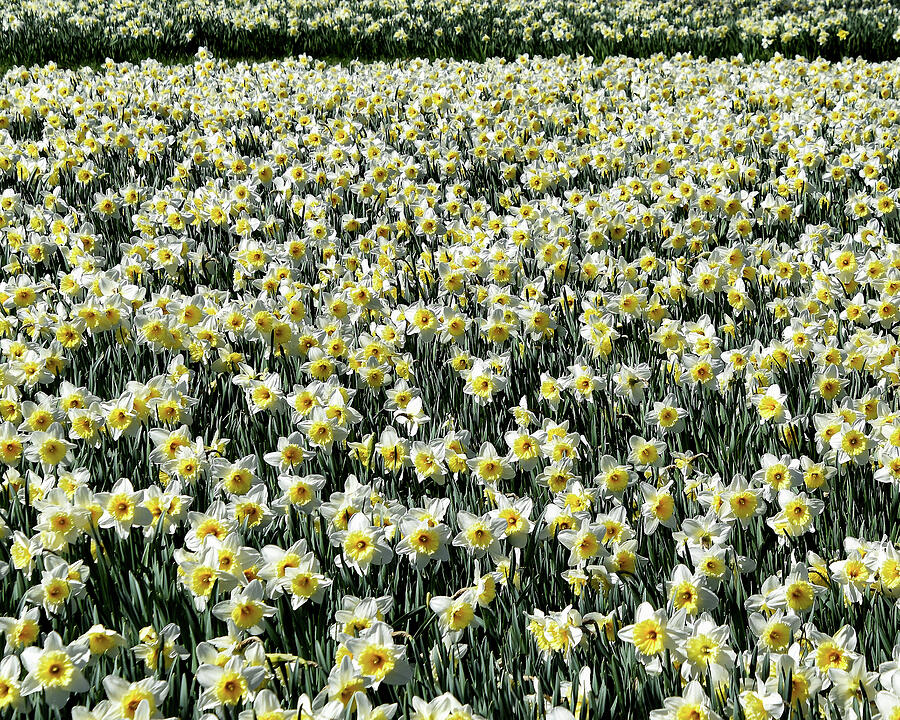 Flower Photograph - Unlimited Daffodils by Greta Foose